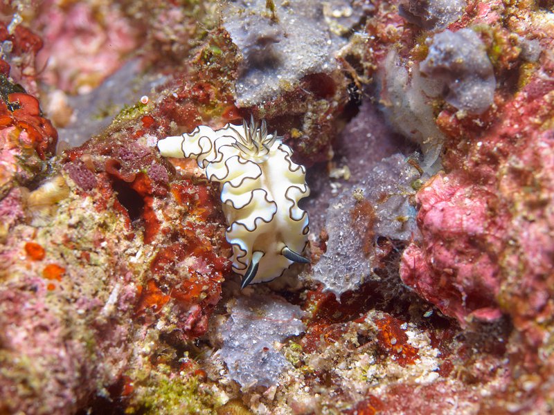 Nudibranch, Arus Balee